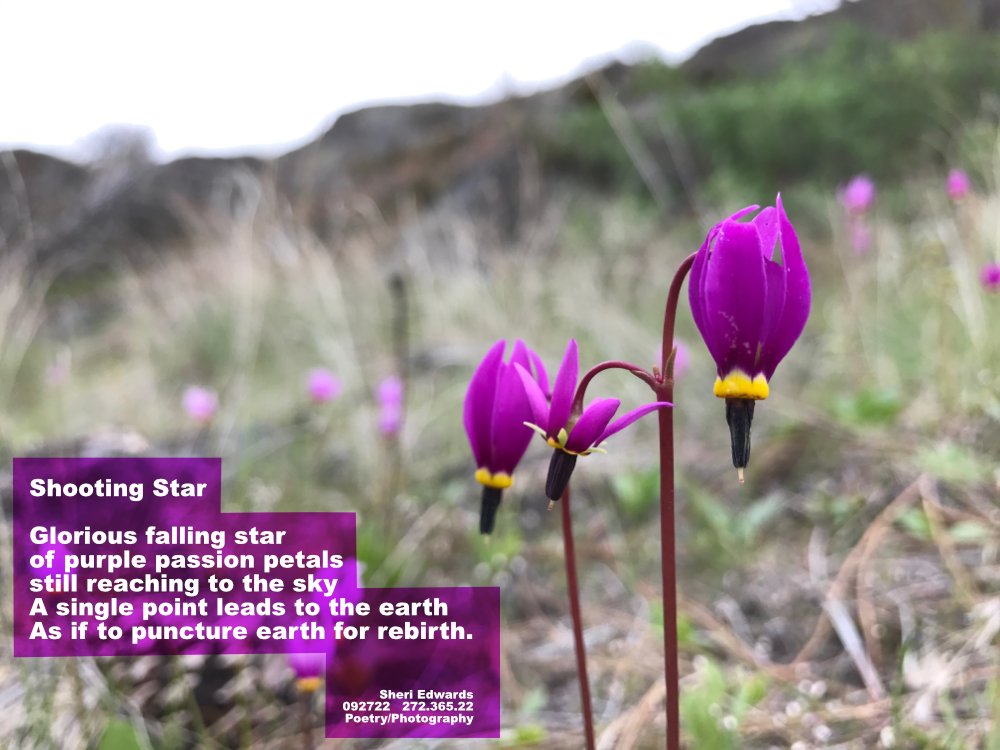 Three brilliant purple Dodecatheon hendersonii -- Henderson's Shooting Star
