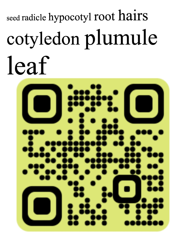 seed radicle hypocotyl root hairs cotyledon plumule leaf with QR code to https://youtu.be/XpOKNWN2XsE?t=10
