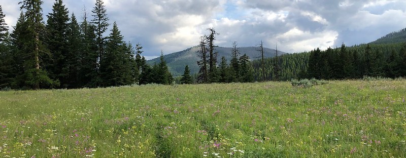 wildflowers in meadow at Okanogan-Wenatchee National Forest, on the east edge northwest of Omak, northeast of Winthrup, and north of Conconully.