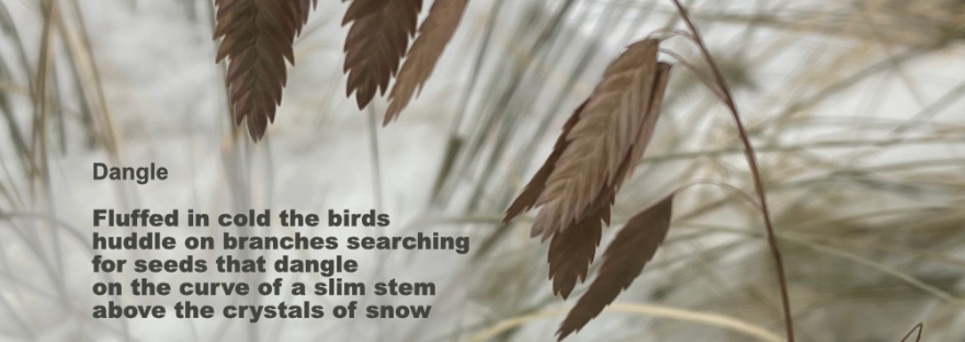 In the snow, a curved stem with dangling flat wheat-like seeds