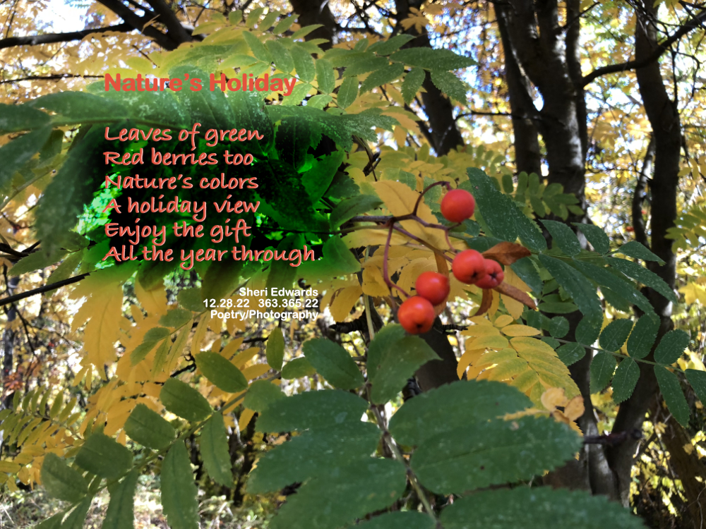 Photo of maple and mountain ash trees with red berries in autumn, close to winter