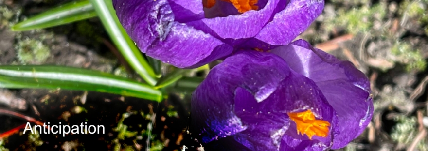 Purple Crocus and bee [on the side of the lower crocus] in April