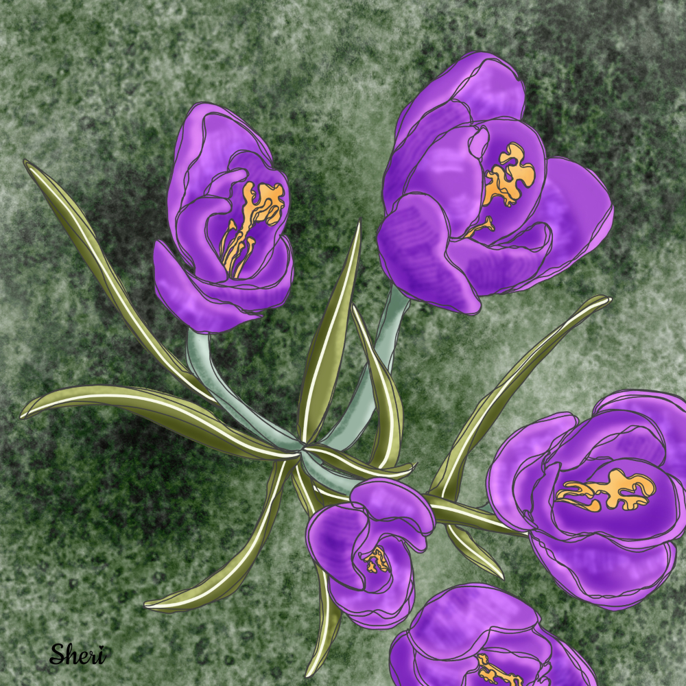Clump of purple crocus as contour / color drawing
