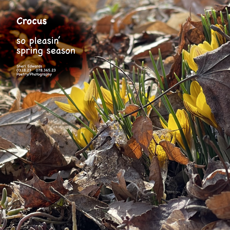 Crocus pop up and bloom from beneath the autumn leaves of fall