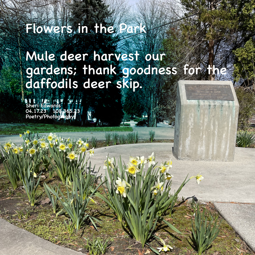 Daffodils in Cole Park: mule deer leave them along, thank goodness.