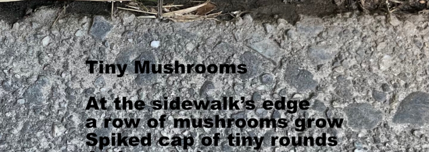mushrooms on the edge of the sidewalk