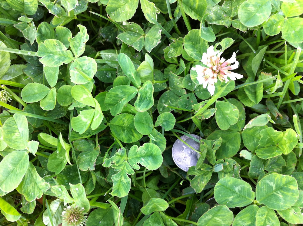 Clover in our yard with some lost fairy money