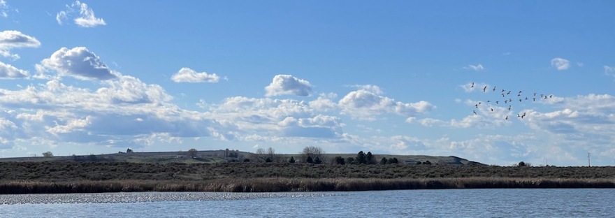 migrating snow geese at Scooteney Reservoir near Othello, Washington