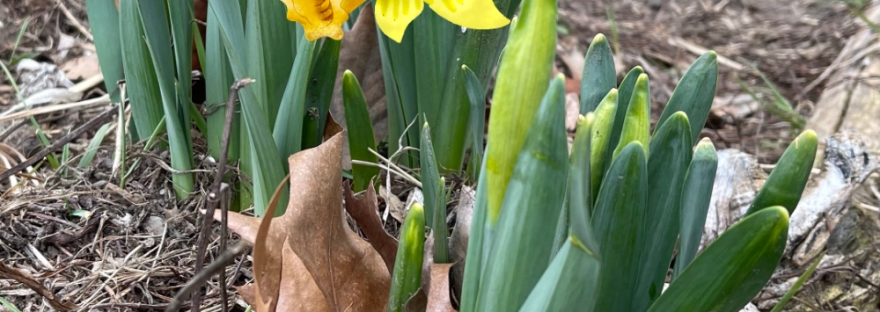 same photo of daffodil buds, one with a doodled blossom