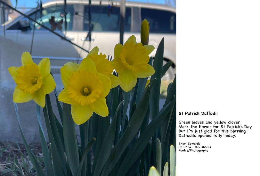 Daffodils in my yard bloomed fully on St Patrick's Day this year-- a blessing! And the poem