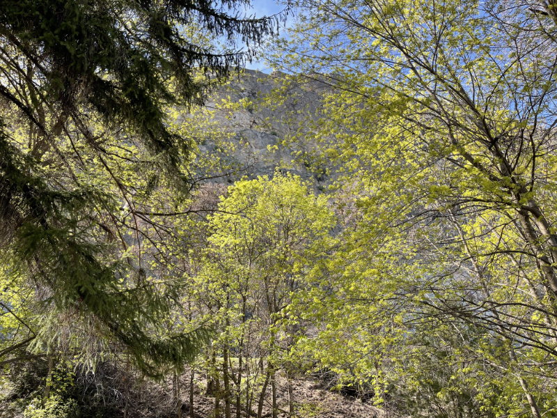 the new leaves of spring are the color of chartreuse