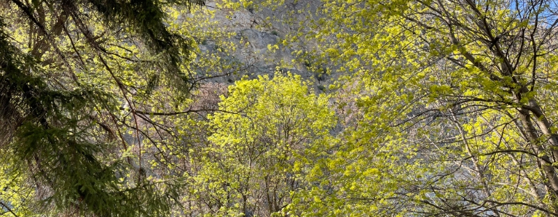 the new leaves of spring are the color of chartreuse