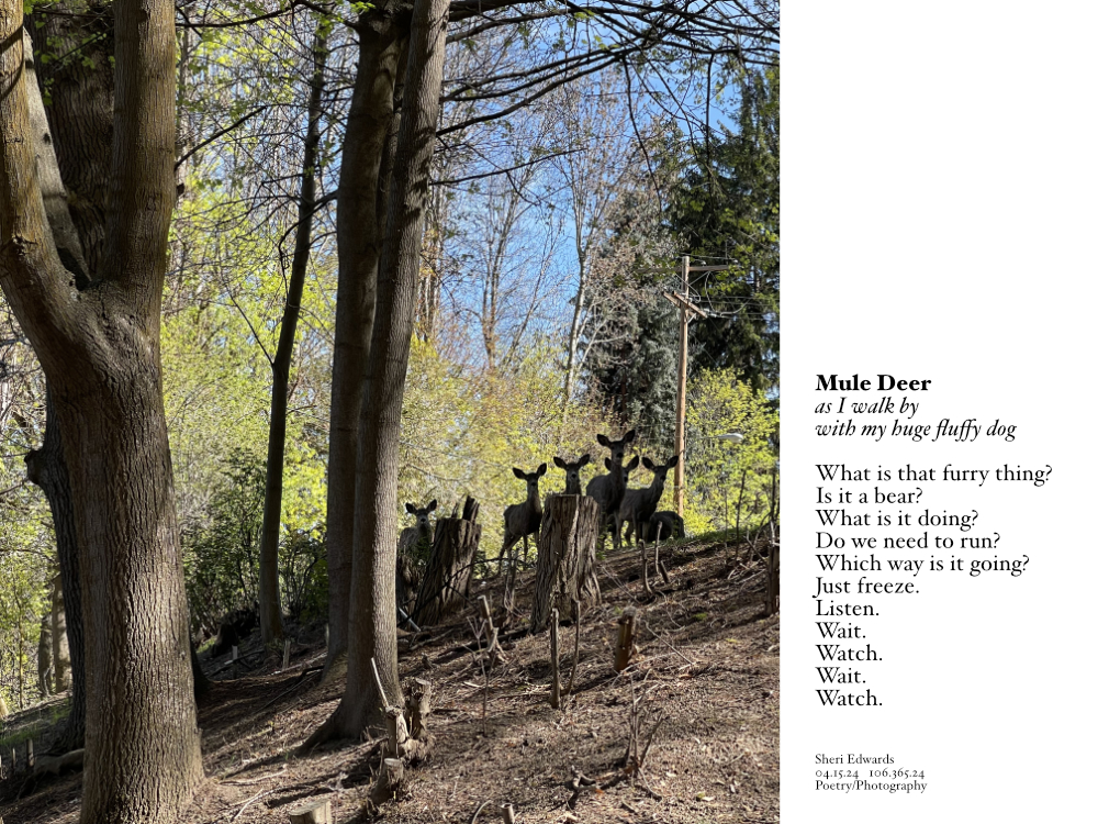 mule deer worried about the large, furry dog walking by in Cole Park
 and the poem